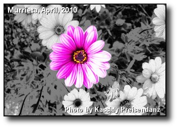 Flower Art Flower Art