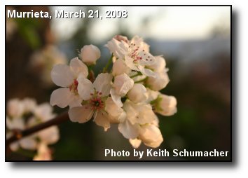 Flowering Tree Flowering Tree