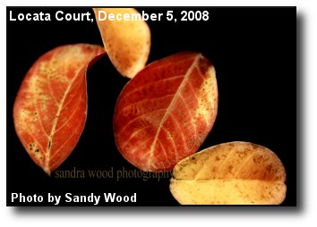 Four Leaves Four Leaves