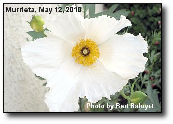 Fried Egg Poppy Fried Egg Poppy