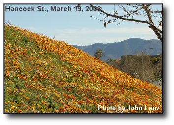 Hillside Gazanias Hillside Gazanias