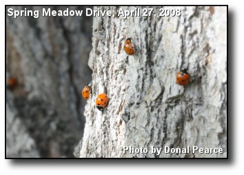 Lady Bugs Lady Bugs