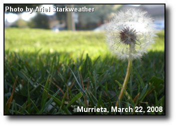 Lone Dandelion Lone Dandelion