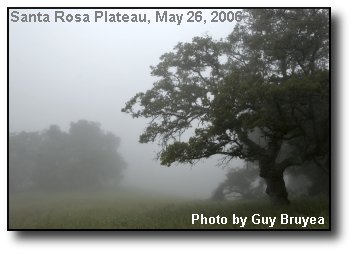 Misty Oaks Misty Oaks