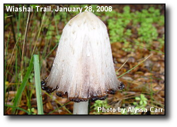 Monster Mushroom Monster Mushroom
