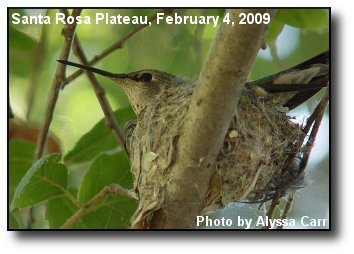 Nesting Hummingbird Nesting Hummingbird