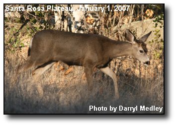 New Year Deer New Year Deer