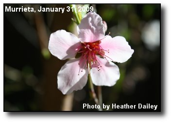 Peach Blossom Peach Blossom