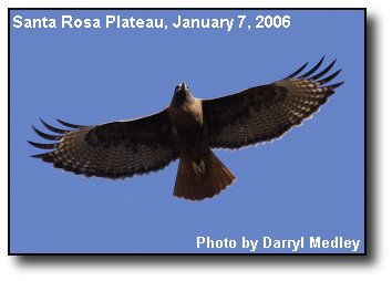 Soaring Hawk Soaring Hawk