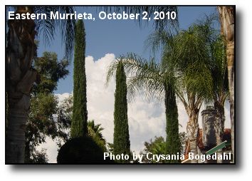 Through Palms and Cypress Through Palms and Cypress