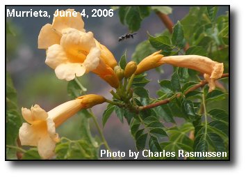 Trumpet Vine Trumpet Vine