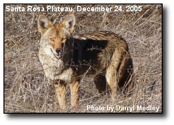 Wiley Coyote Wiley Coyote