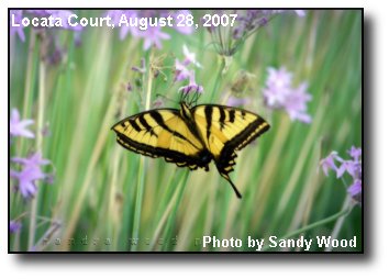 Yellow Butterfly Yellow Butterfly