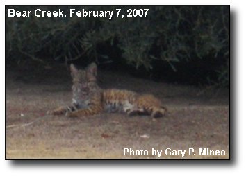 Young Bobcat Young Bobcat