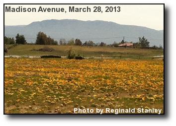 Field in Bloom Field in Bloom