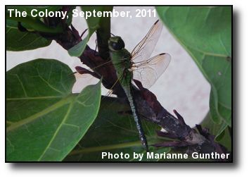 Green Dragonfly Green Dragonfly