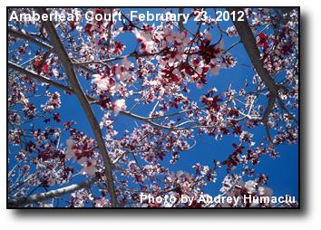 Plum Tree Blooms Plum Tree Blooms