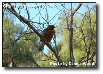 Cooper's Hawk Cooper's Hawk