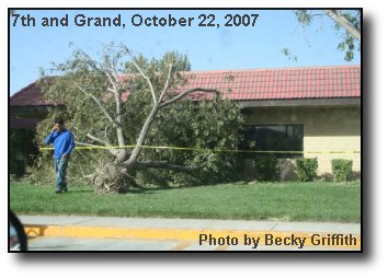 Uprooted Tree Uprooted Tree