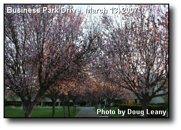 Blossoming Arch Blossoming Arch