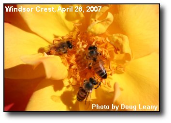 Buzzy Bees Buzzy Bees