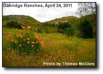 California Poppies California Poppies