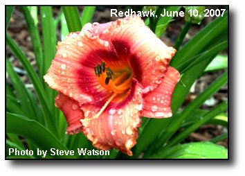 Daylily Bloom Daylily Bloom