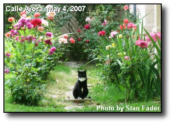 Feline on Guard Feline on Guard