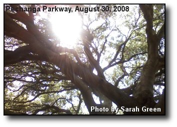 Great Oak Great Oak
