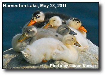 Harveston Ducklings Harveston Ducklings