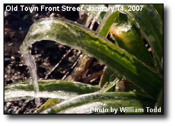 Ice Plant Ice Plant