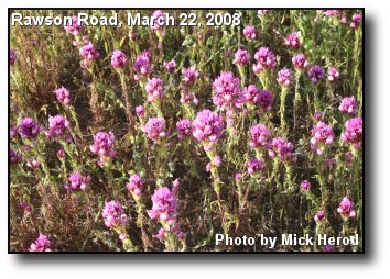 Lavender Wildflowers Lavender Wildflowers