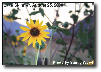Morning Sunflower Morning Sunflower