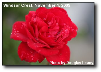 November Rose November Rose