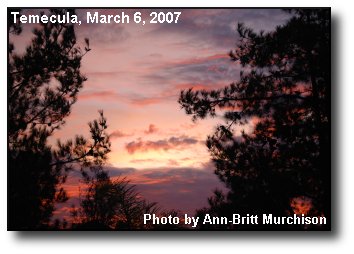 Pine Silhouettes Pine Silhouettes
