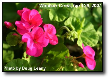 Pink Geraniums Pink Geraniums