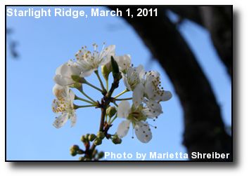 Plum Blossoms Plum Blossoms