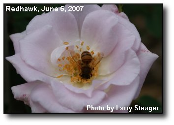 Pollinator At Work Pollinator At Work