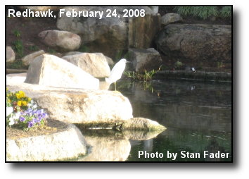 Redhawk Egret Redhawk Egret