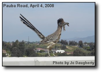 Roadrunner Meal Roadrunner Meal