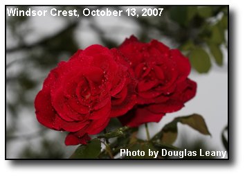 Rose Raindrops Rose Raindrops