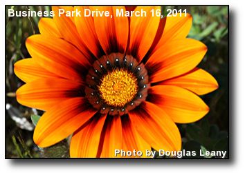 Spring Flower Spring Flower