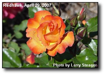 Sunday Rose Sunday Rose