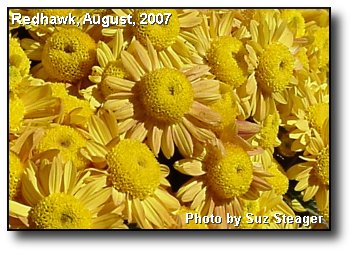 Sunny Mums Sunny Mums