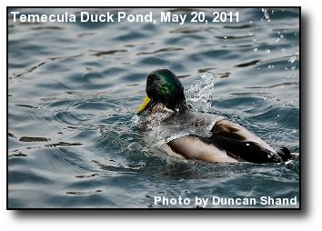 Surfacing Duck Surfacing Duck