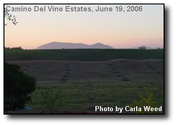 Vineyard Sunset Vineyard Sunset