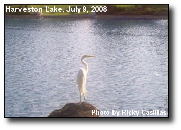 White Heron White Heron