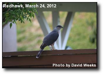 Cooper's Hawk Cooper's Hawk