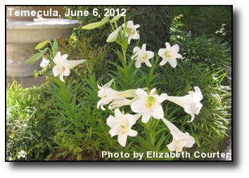 June Lilies June Lilies