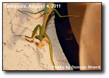 Praying Mantis Praying Mantis